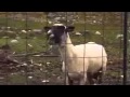 Un mouton qui crie a fair peur!