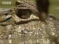 Crocodile vs anaconda  - BBC wildlife