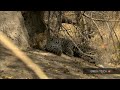 Jackals hunt for their breakfast & a leopard attacks