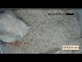 Raw: Polar Bear Twins Born at Munich Zoo