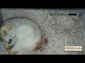 Raw: Polar Bear Twins Born at Munich Zoo