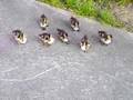 9 ducklings stalking me!