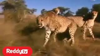 Cheetah Wildlife -  Captured on a cell phone