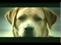 Funny Youtube Videos List | Funny Video Compilation: Jealous Dog