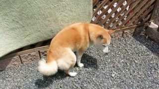 柴犬のチコチコ動画日記 #92