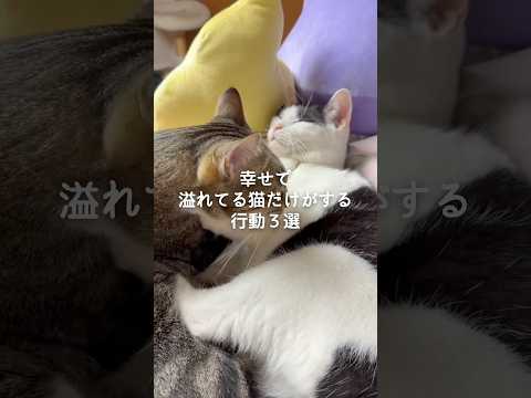 猫の幸せサイン3つ:愛猫が笑顔になる行動を解説 サムネイル