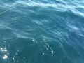 Sharking 6