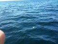 Sharking 6