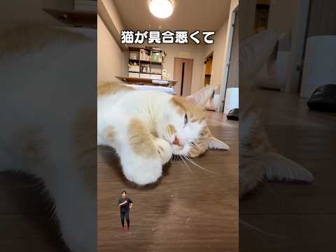 『猫のために働く俺たちへ』猫動画と音楽アプリの最新情報 サムネイル
