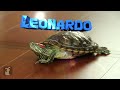 Teenage Mutant Ninja Turtles Parody - Teenage Average Normal Turtles