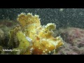 Video of Merlet's scorpionfish 