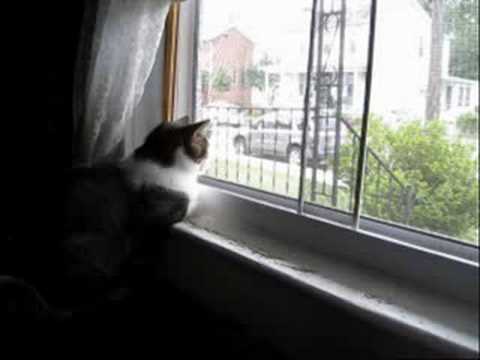 Cats At Window, As Shot With Canon Powershot SD1100 IS In Time Lapse