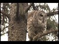 BARRED OWL AMAZING VOCALS!