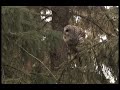 BARRED OWL AMAZING VOCALS!