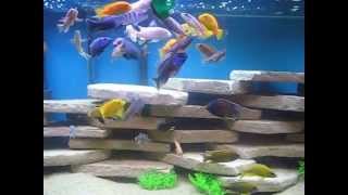 cichlid show tank