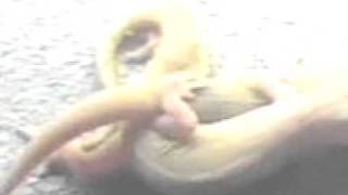 3gp Animals Sex 3gp Animals Sex