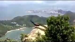 孔雀飛翔@南丫島 (Flying Peacock in Lamma Island)