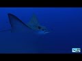Best Scuba Diving Holiday Locations: Scuba Dive in the Maldives!!!