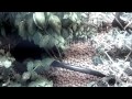 Apartment Aquaponics AND Hydroponics closet grow room