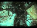 Ants vs. Earwig