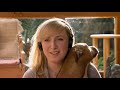 Dogs Decoded