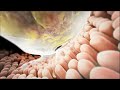 Introduction to Cells