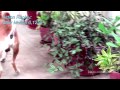 A Cobra in the Flower Pot - Die Brillenschlange im Blumentopf