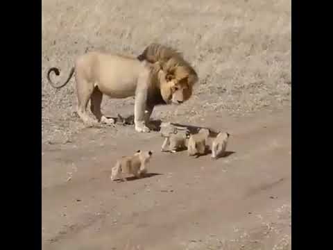 6 Days Tanzania Budget Camping Safari By Leken Adventure