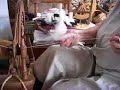 Wool spinning by hand