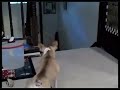 Killer dog Σκύλος-δολοφόνος
