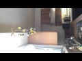 None Magic Video