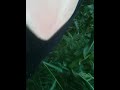 La Tía Nana - La roba Choclo (Original)