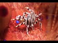 A Zebra Urchin Crab