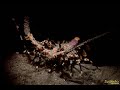 Video of Lobster