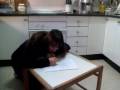 allwrite