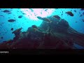 The Horror of Destructive Fishing. Scuba Diving Anilao, the Philippines in August 2017 | 