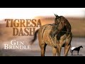 Tigresa Dash y el Gen Barcino El extra?o caso de Los Caballos Atigrados (Brindle) -Del Cerro Soy