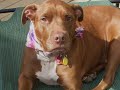 Pit Bull Pride