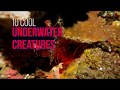 Underwater Creatures in Tulamben | Various