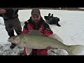 Ridiculous Flasher Jig Walleye - Uncut Angling - Dec. 23, 2012
