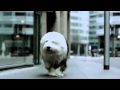 Dulux - The New Dulux Dog