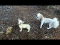 Very funny! Dog vs. Statue