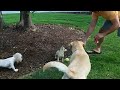 Very funny! Dog vs. Statue