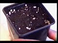 The Complete Marijuana Growing Video Guide