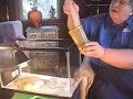 Bearded Dragons