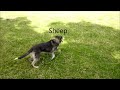 Pure-bred collie sheep and cattle dog for sale