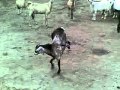 kudrut ka karishma