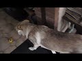 A happy wolf growling
