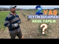 2 Ya? Zeytin Fidan? Nas?l Budan?r