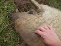 Curly Coated Mangalitza pigs